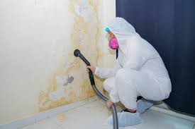 Best Mold Damage Restoration  in Newark, IL